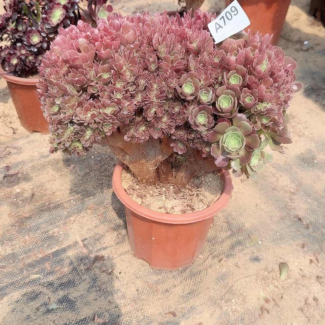 709玫瑰一颗呀呀
