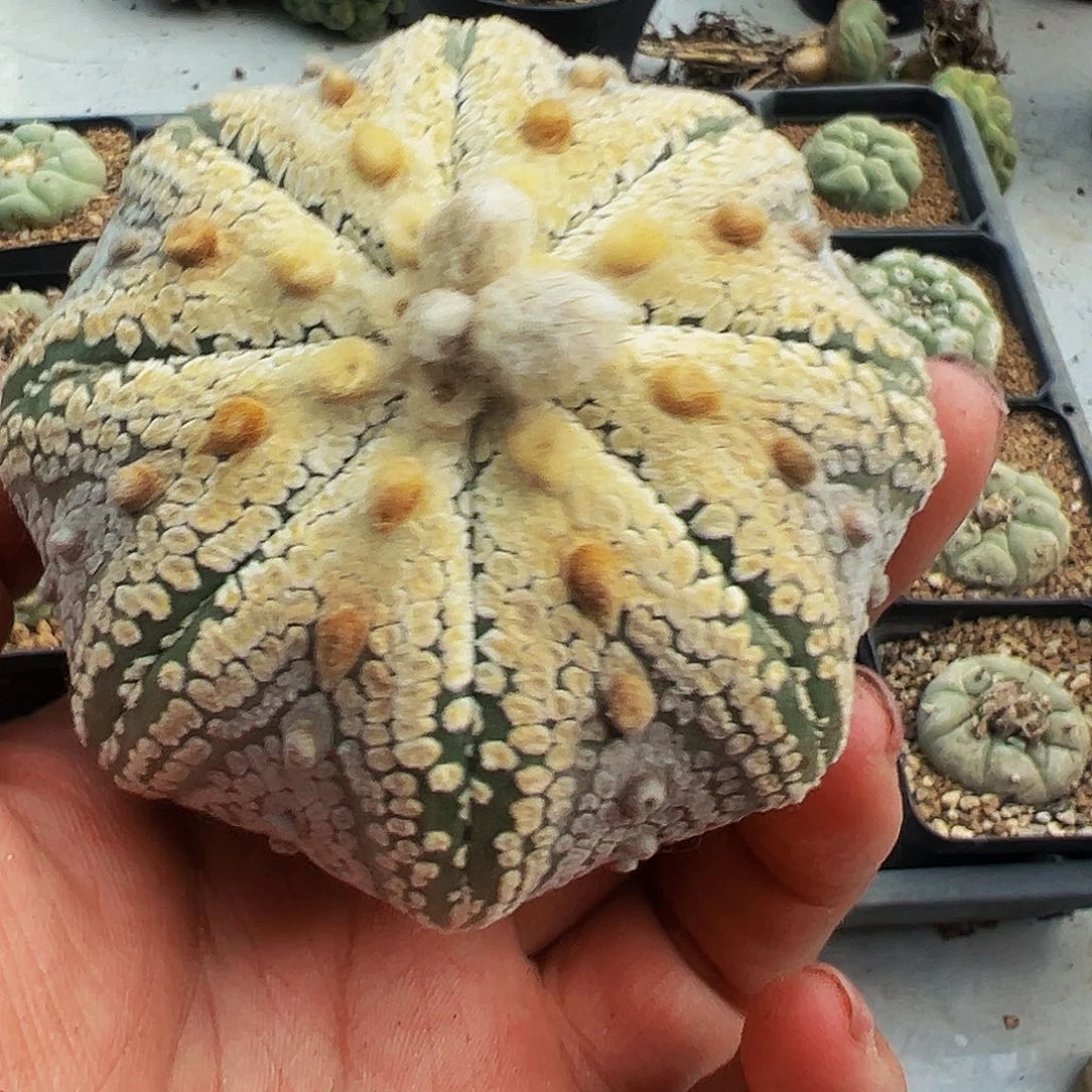 小***瓜落地自根海鲜，尺寸8厘米