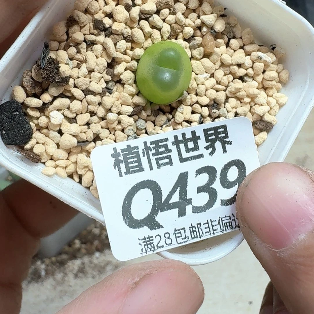 多肉植物的润泽从v