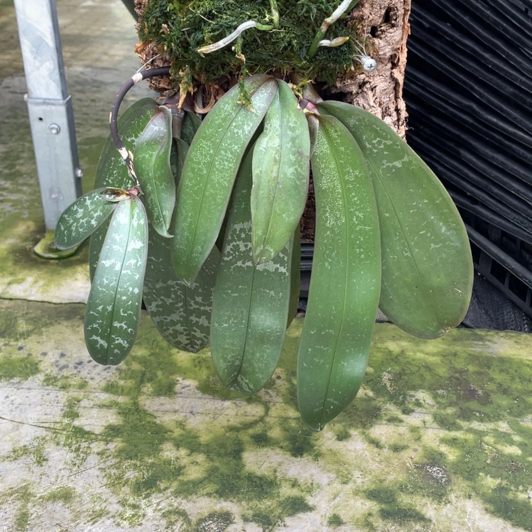 当前无花栽培后可以开花3头山採史+1高芽