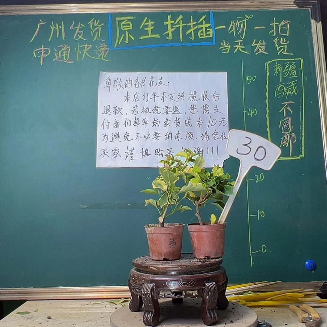 当前无花栽培后可以开花马斯掌中宝 绿叶五宝掌中宝30