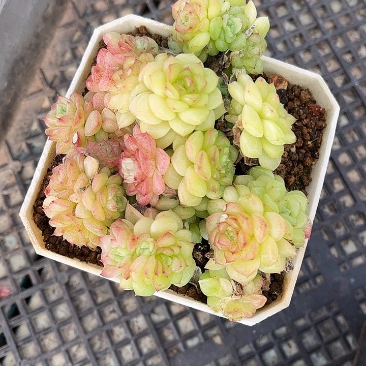 麦秆群生，一物一拍