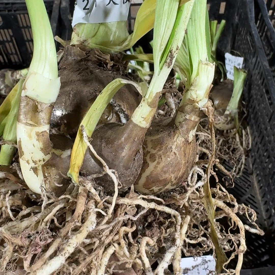 白勒鬼魅8+黛2个大侧