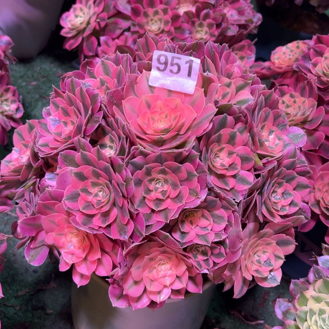 951粉女巫法师多肉植物