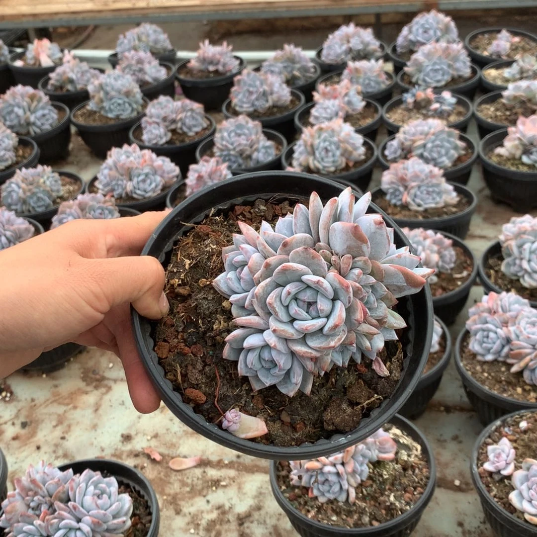 无花朵哈哈哈哈哈哈哈哈10