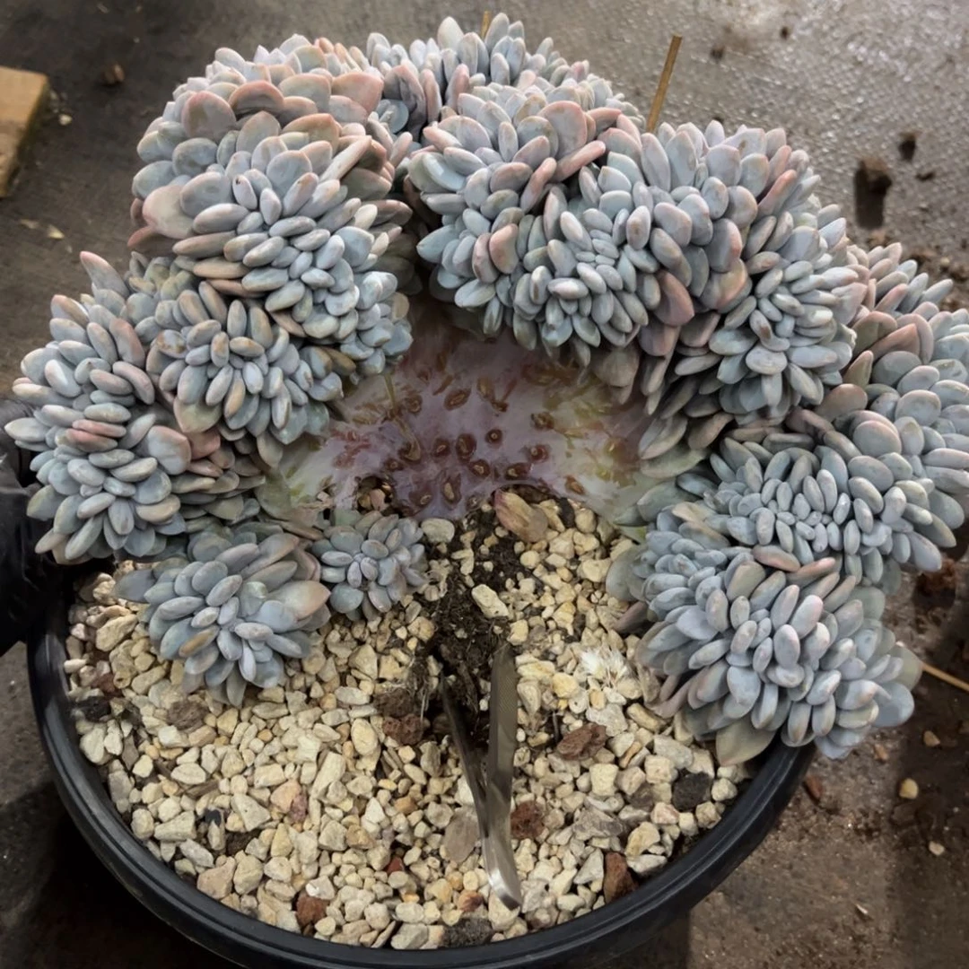 陈***晨277号新疆西藏内蒙古不包邮的