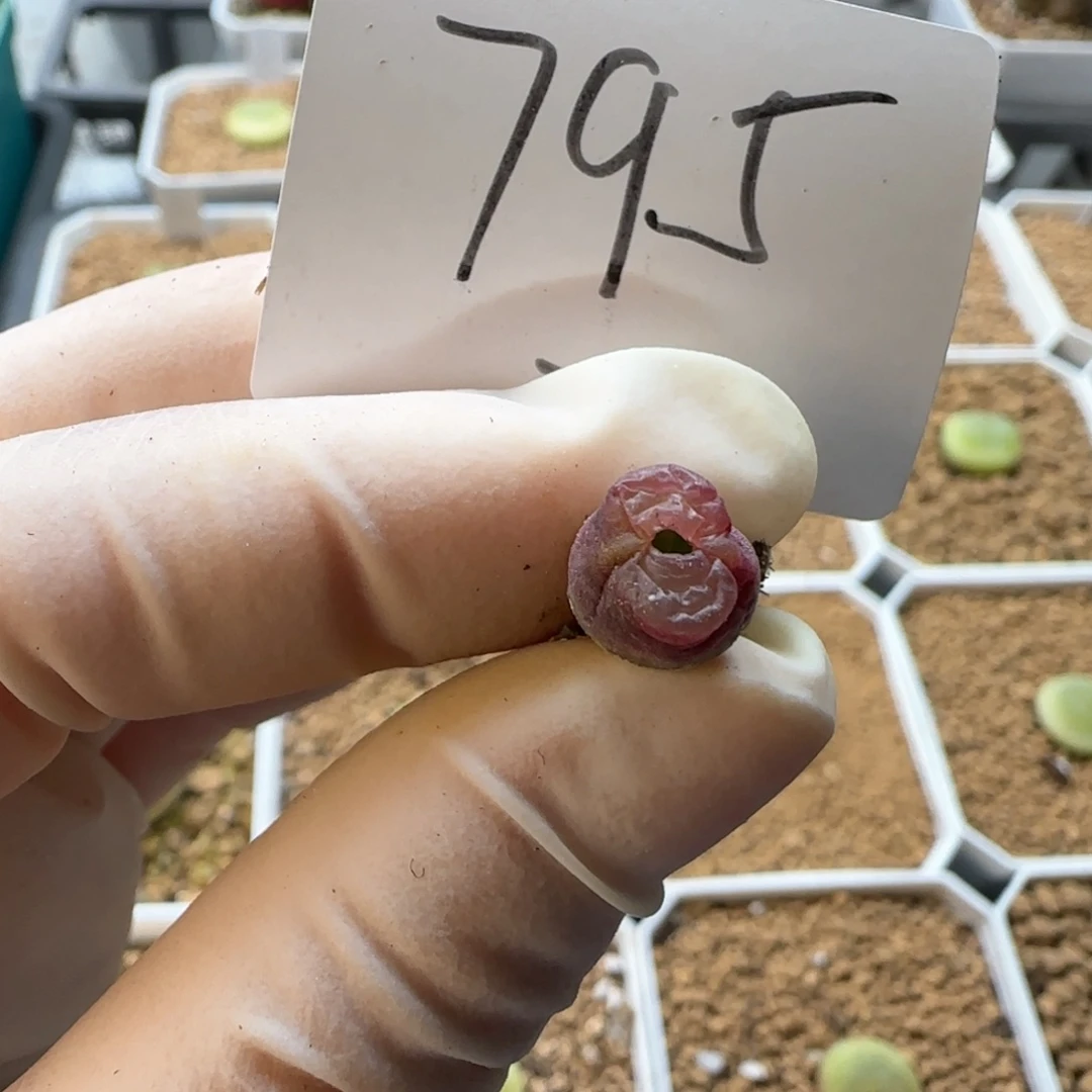 多肉多肉多肉2025-795