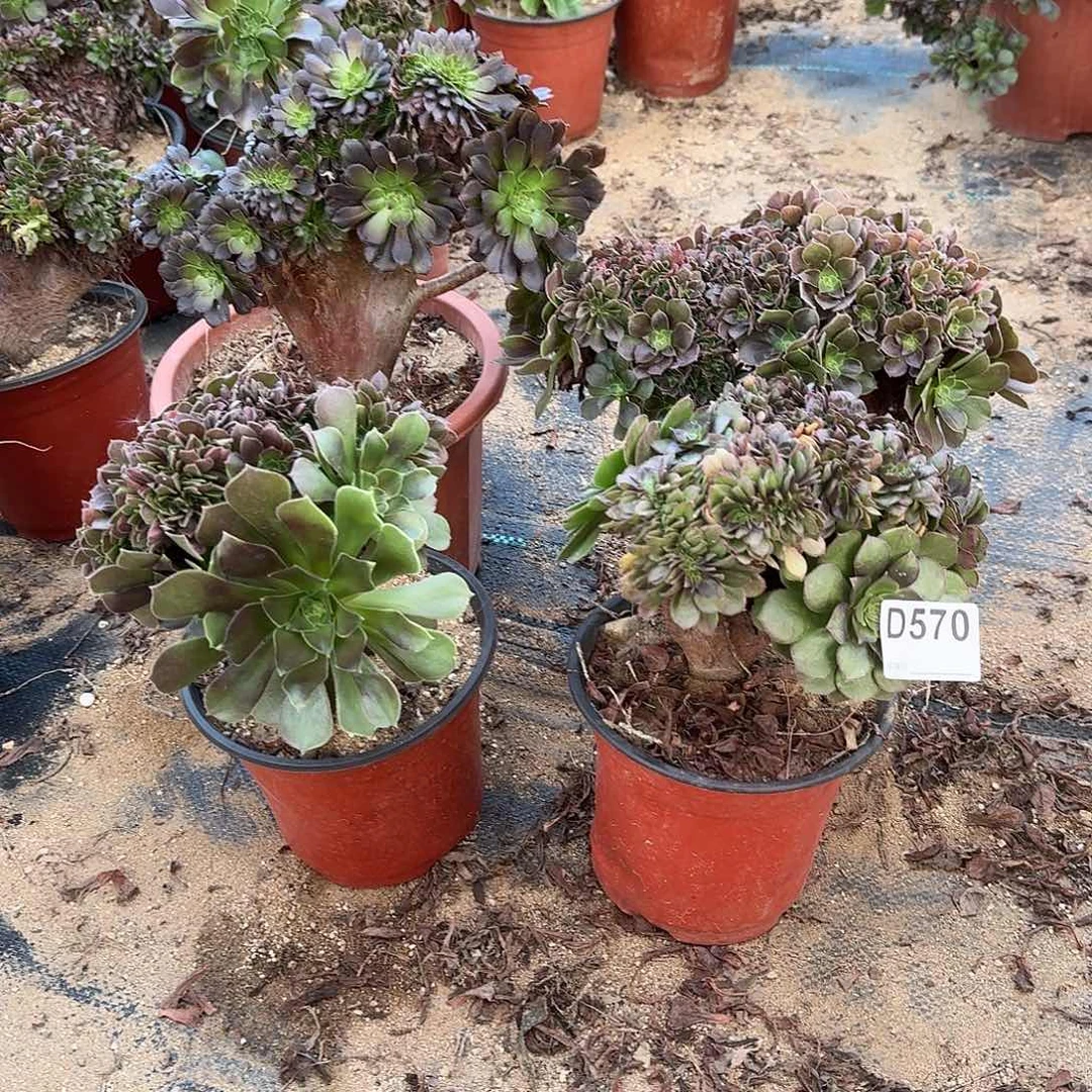 570铜壶玫瑰万缀有伤