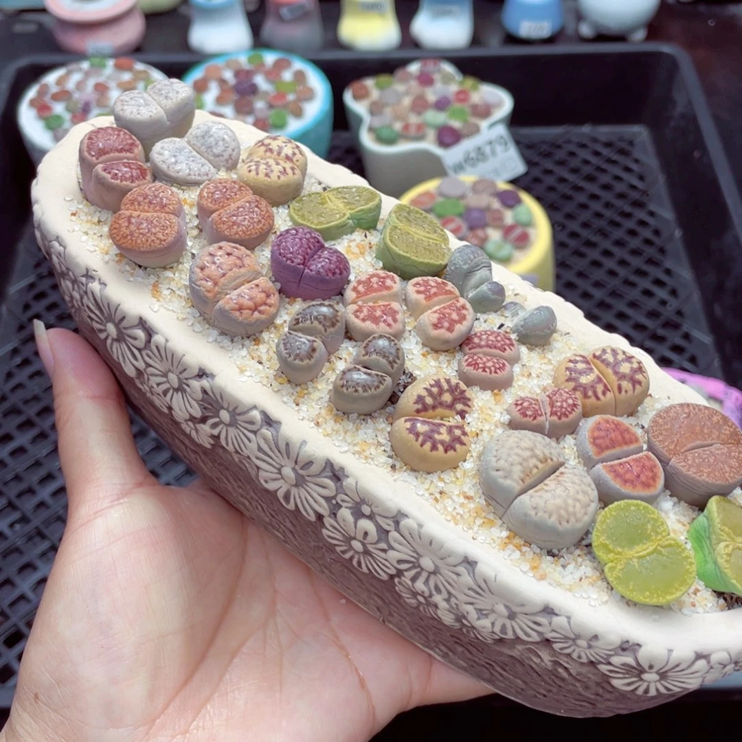 w6881 带盆土发货一物一拍