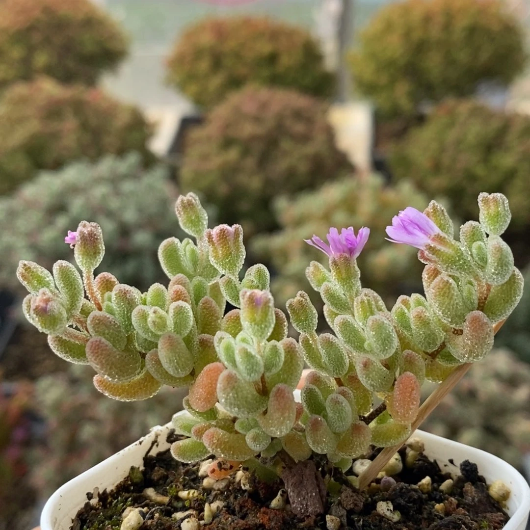 开播福利冰红1775