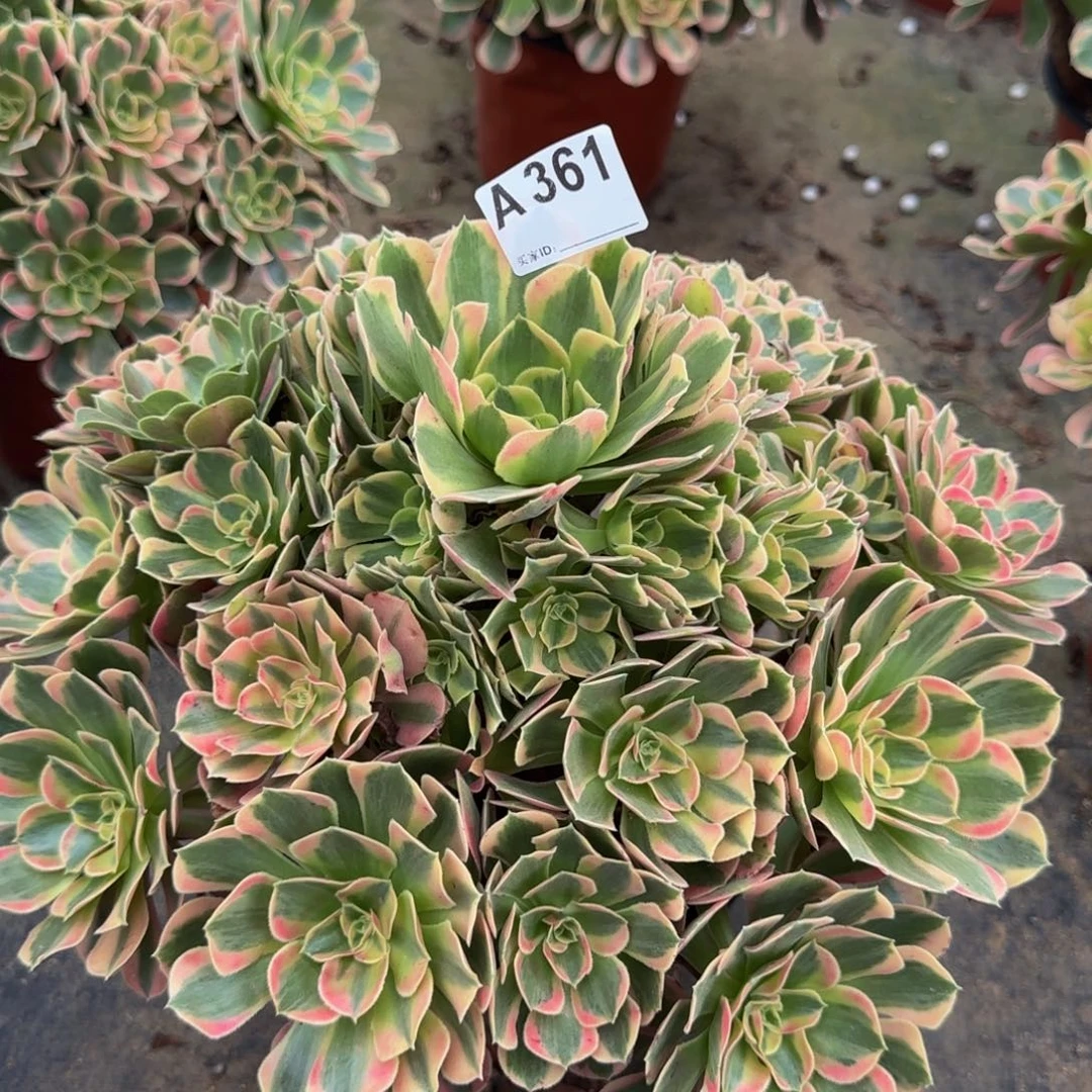 361。