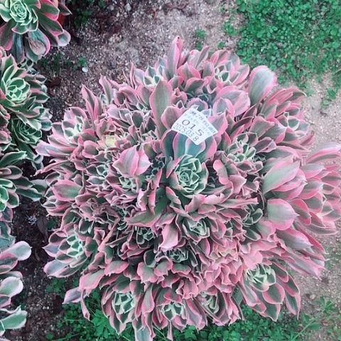 青**颜3.8-15白风多肉植物