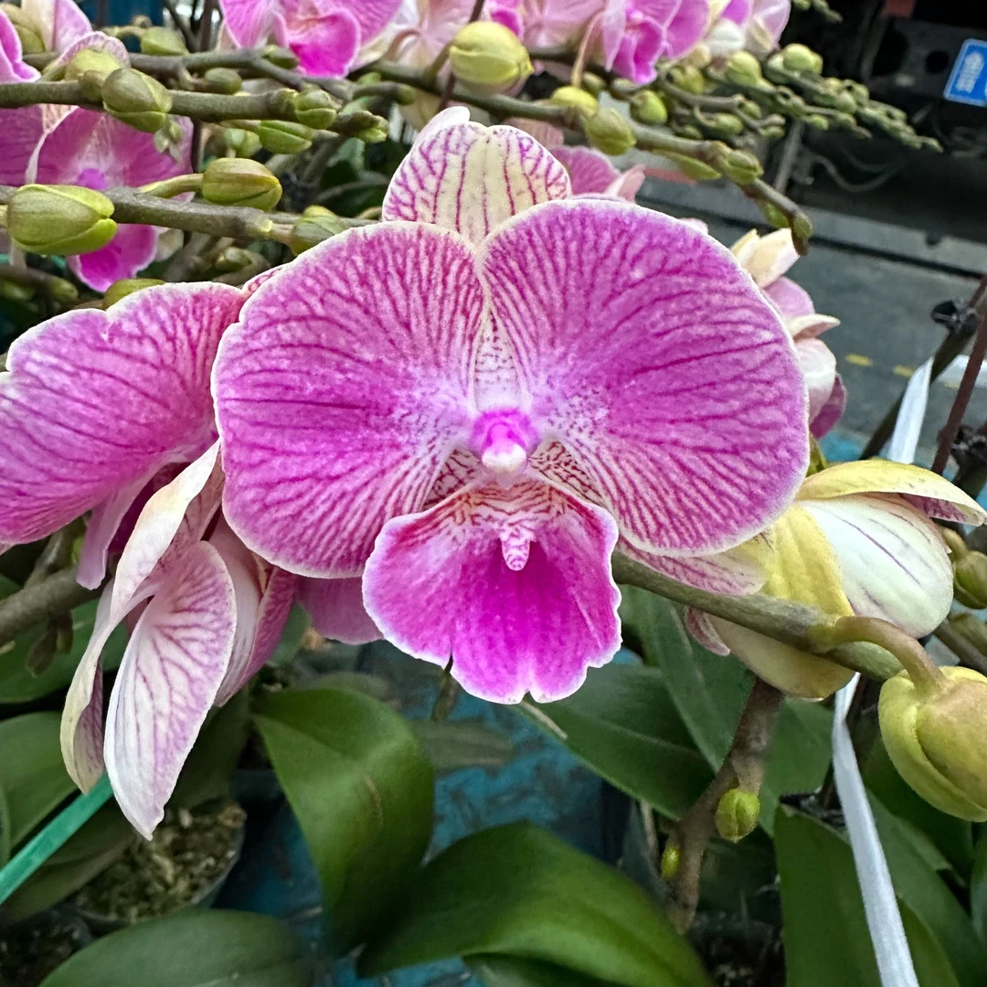 兰屿LYSLAND【甜蜜蜜】蝴蝶兰鲜花盆栽春