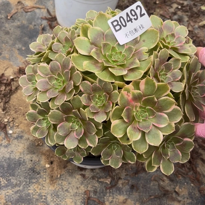 492花妖多肉植物瑕疵不包断枝