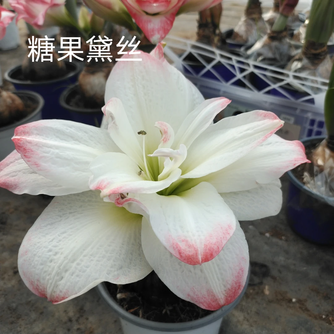 糖果黛丝（中）球，大花白色花朵带红色带唇边。晒太阳多了红色明显。