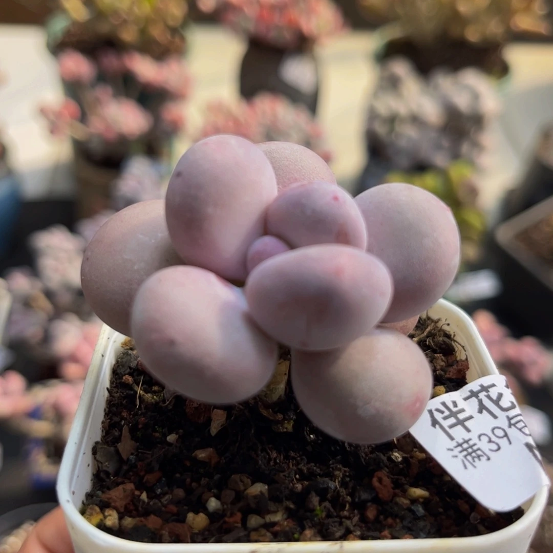 796/5cm蛋黄奶多肉植物