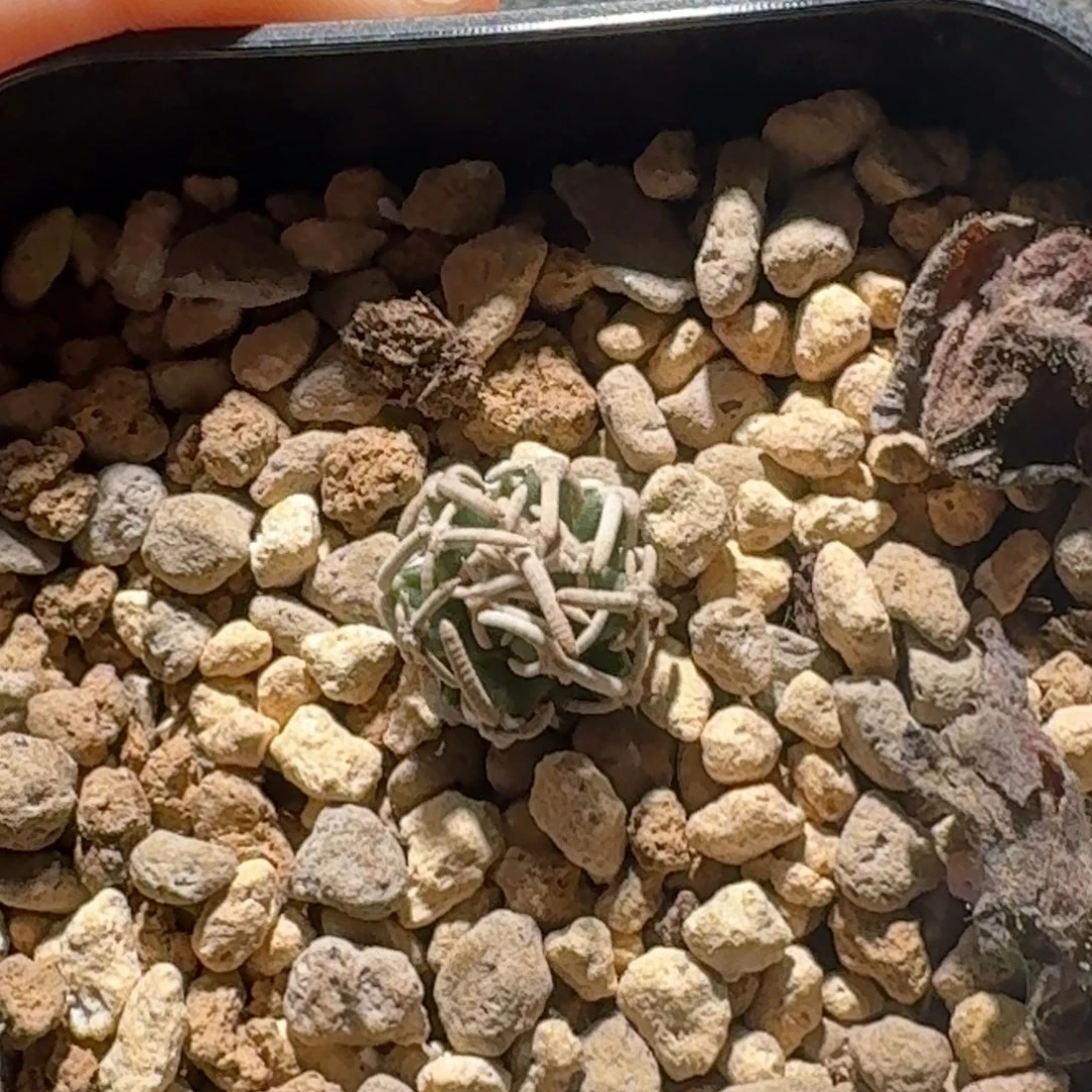 33实生编号飞鸟哈哈哈