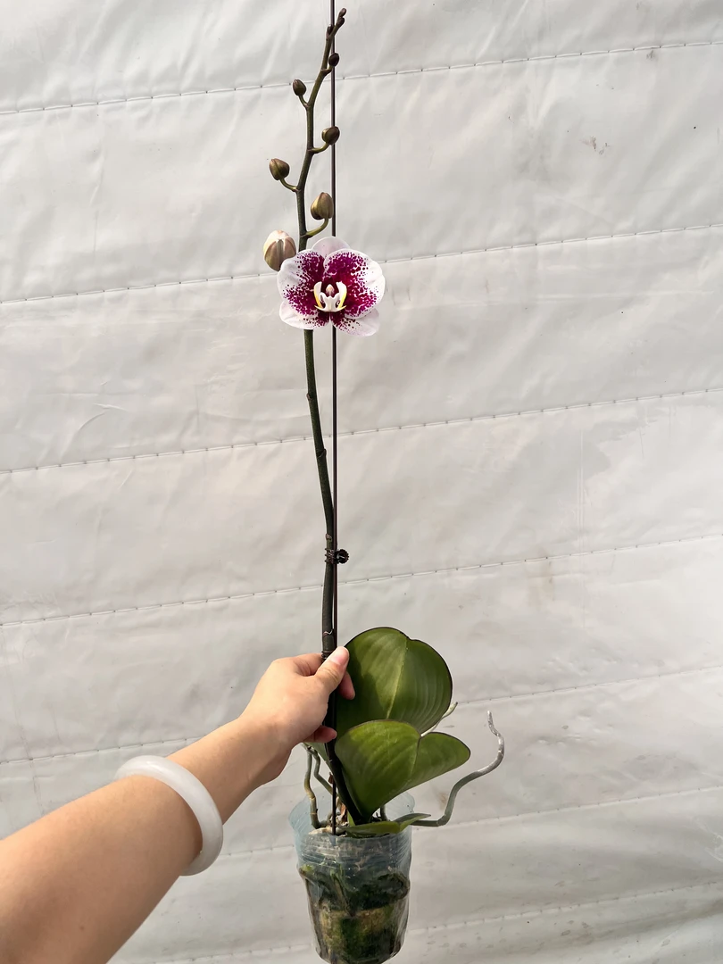 云鹏蝴蝶兰（浪漫）带花带花苞发货