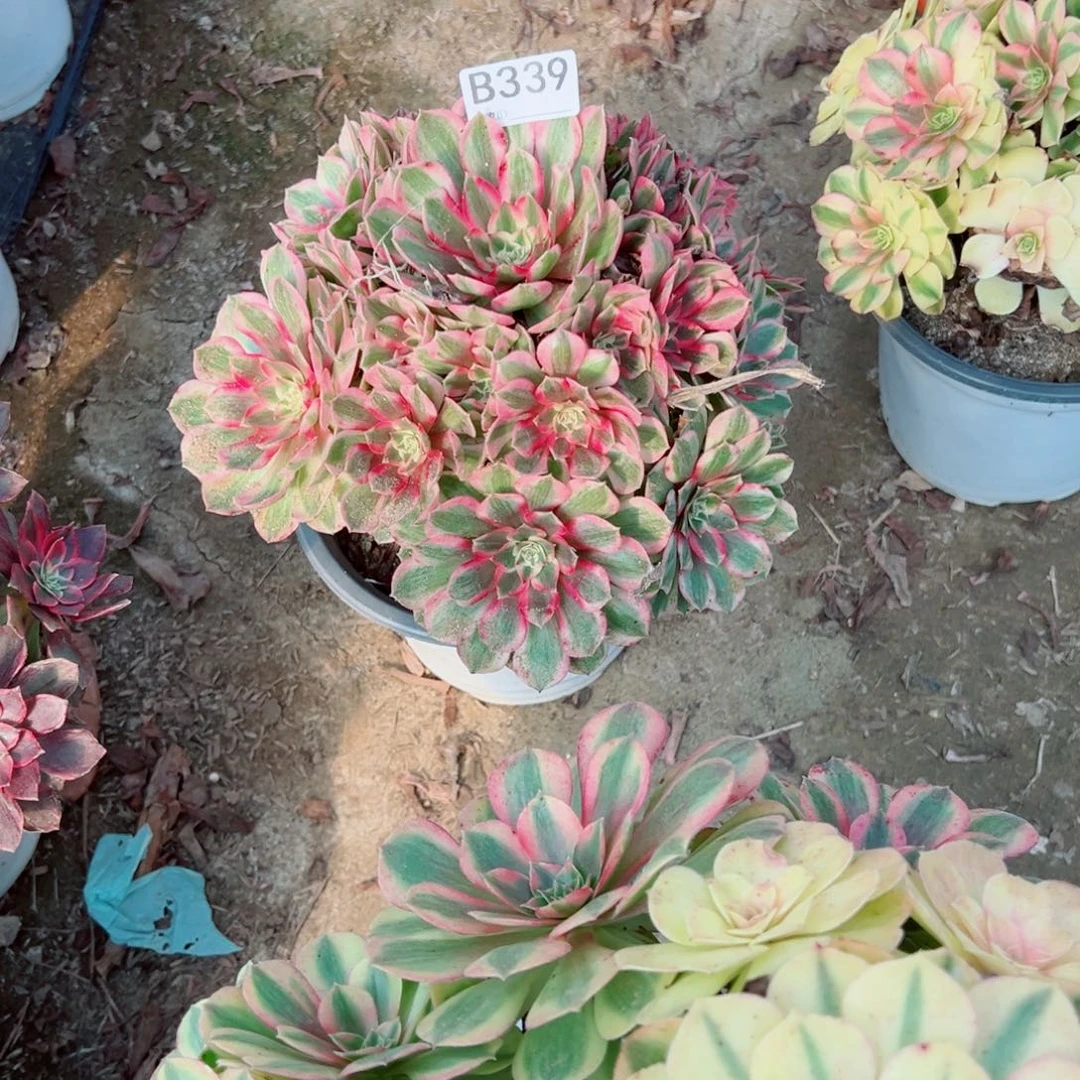 初***心339半糖多肉植物法师多肉