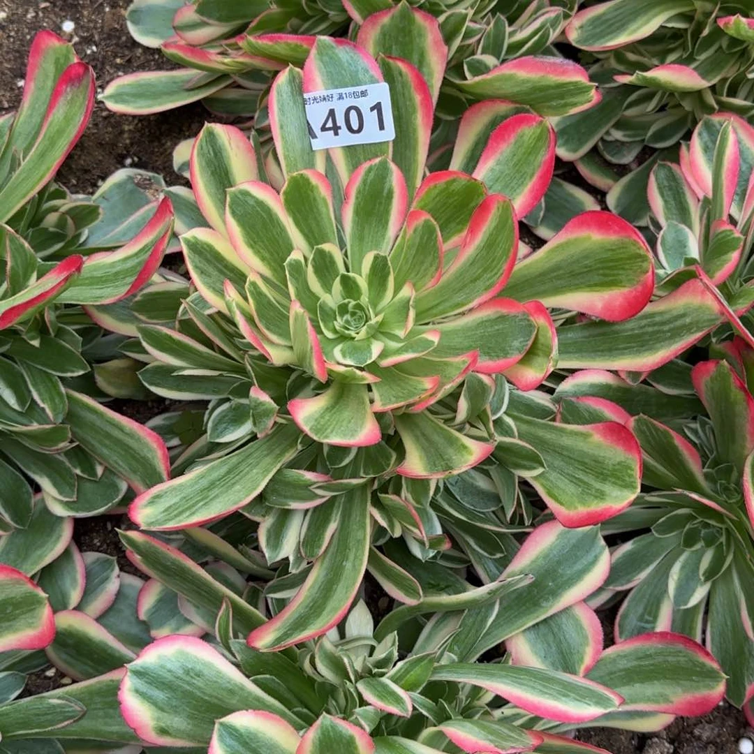 401妖月多肉植物