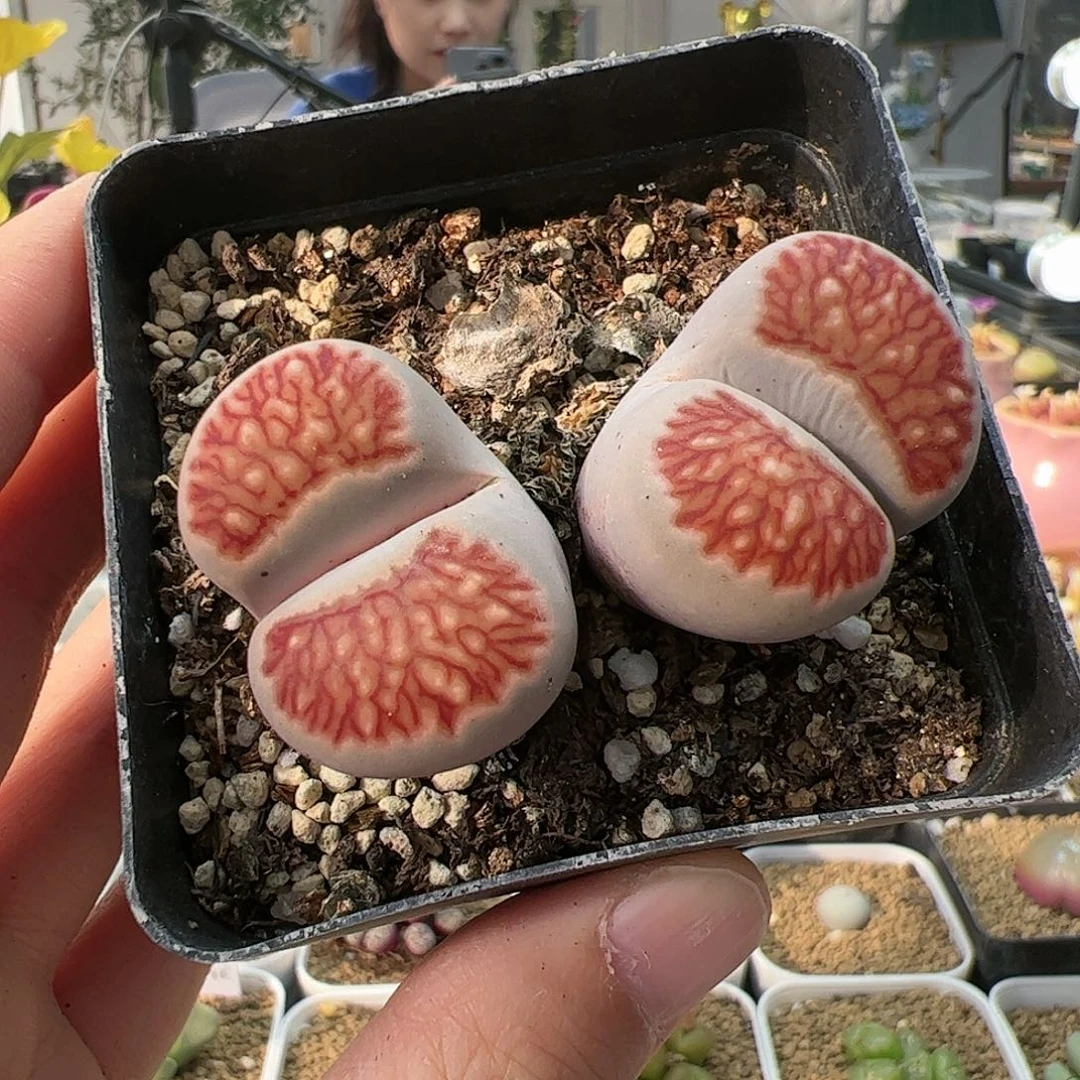 【闪购商品】270 菊