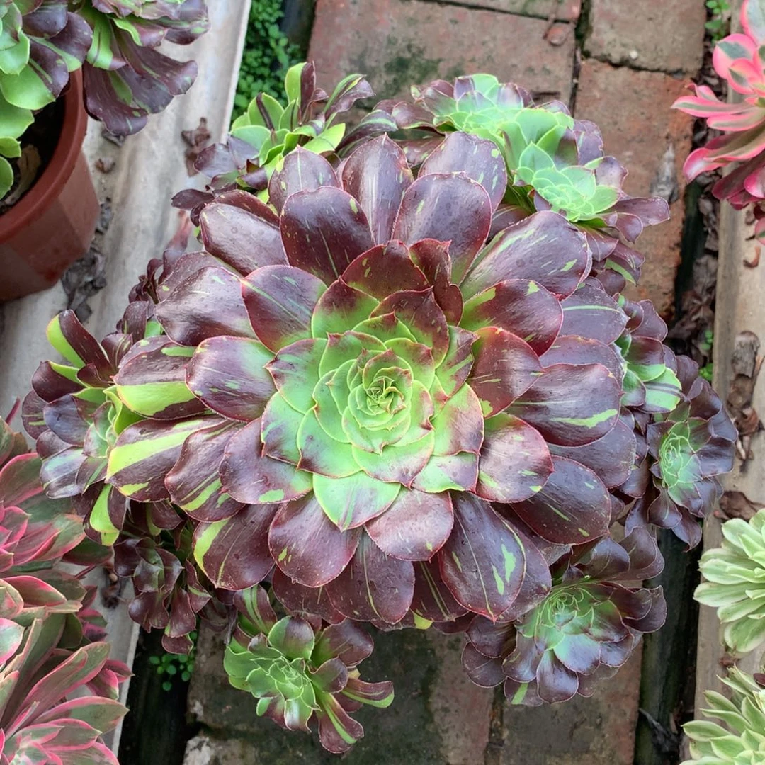 花斑鹿，多肉植物的