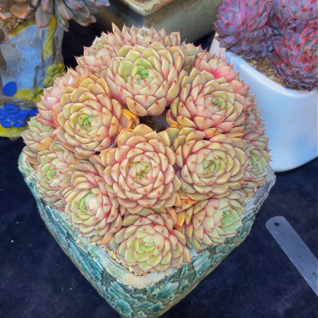 鑫****）多肉植物保护研究所