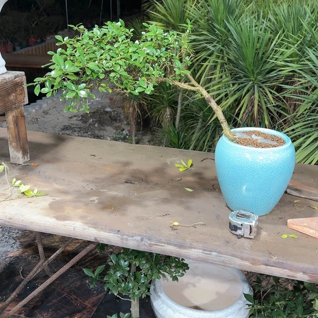 盆景盆景精品海岛栀子花