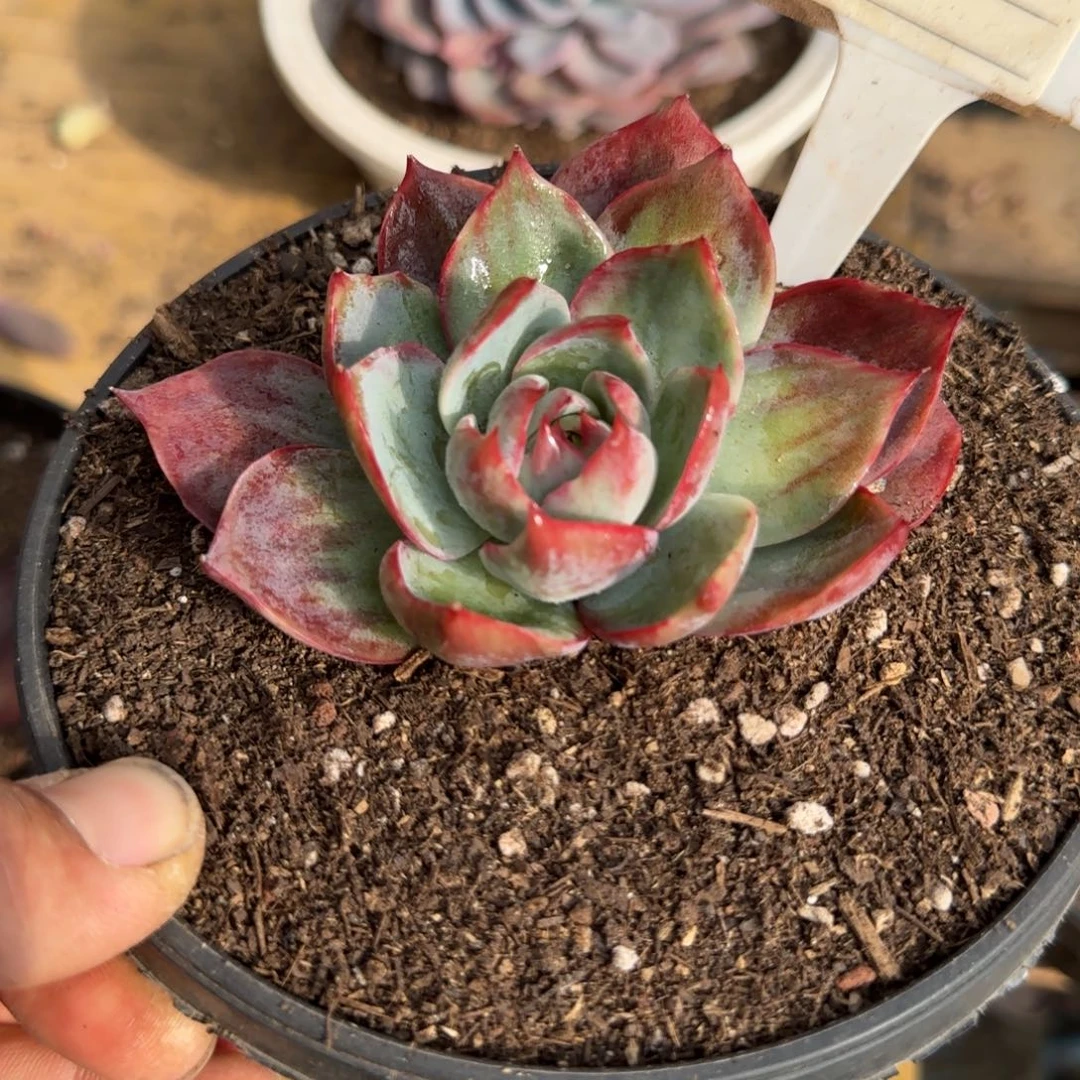 惊鸿一物一拍包装收缩花旱868