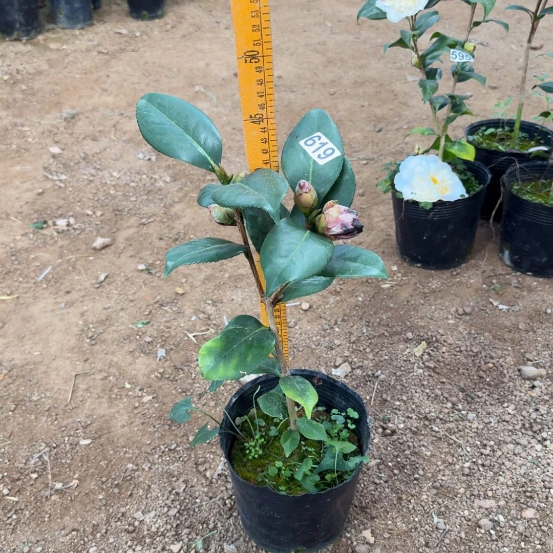 少量花朵（建议范围：2朵-5朵 或40%以下）619纯青黑