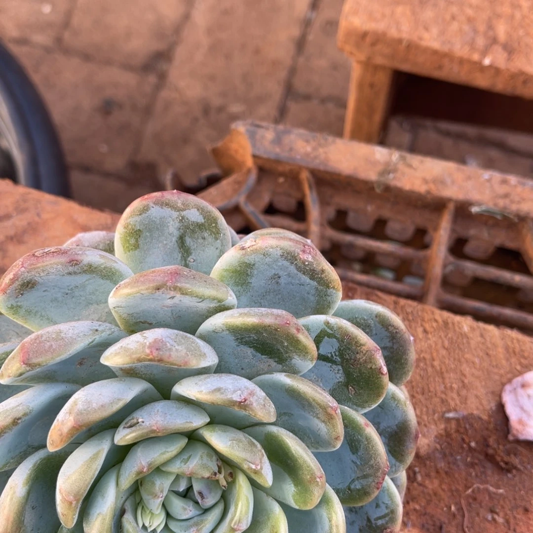 司***徒十级福利整装无砍