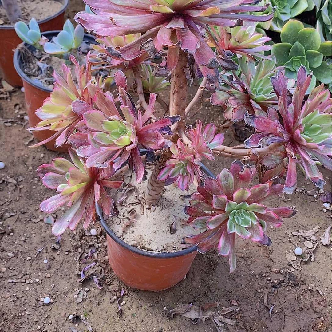 27 号20元包邮不包断枝年后发货