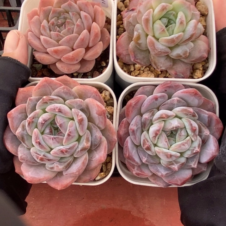 1120-543，粉魄糖心4个