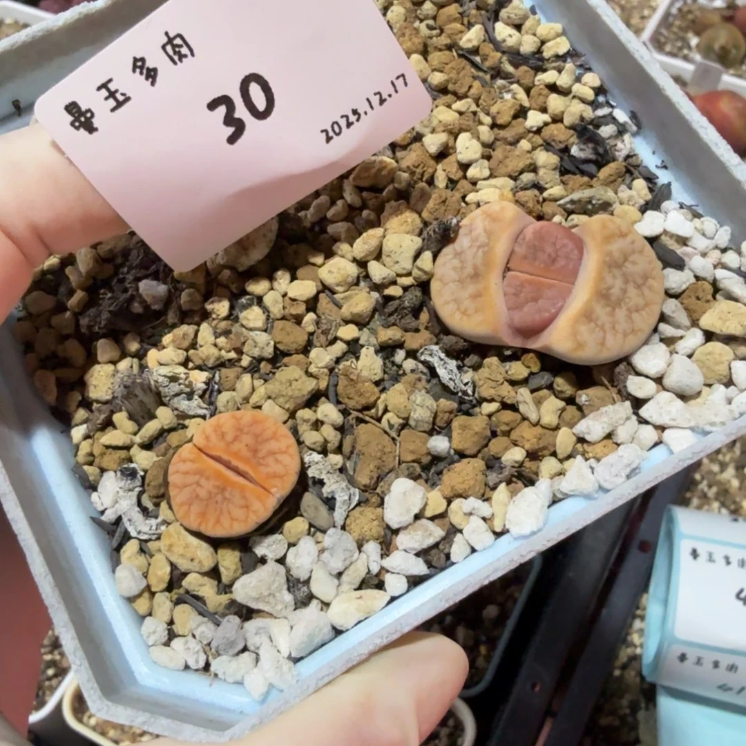 *****多肉多肉多肉12.17-030