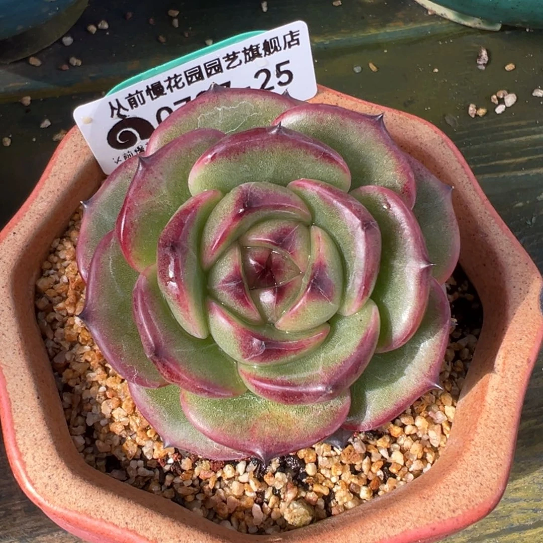 从前慢多肉精选编号0707.25
