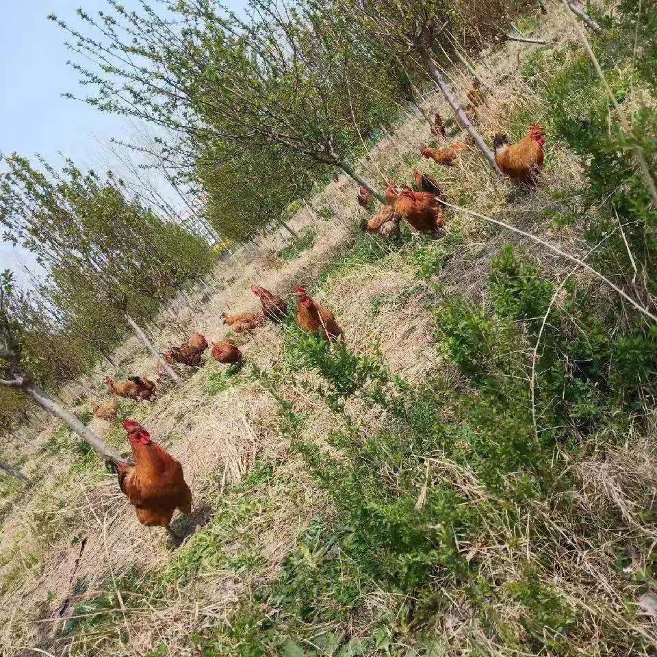 二百天以上，跑山鸡，散养，无添加，无激素，真空包装，顺丰包邮活鸡