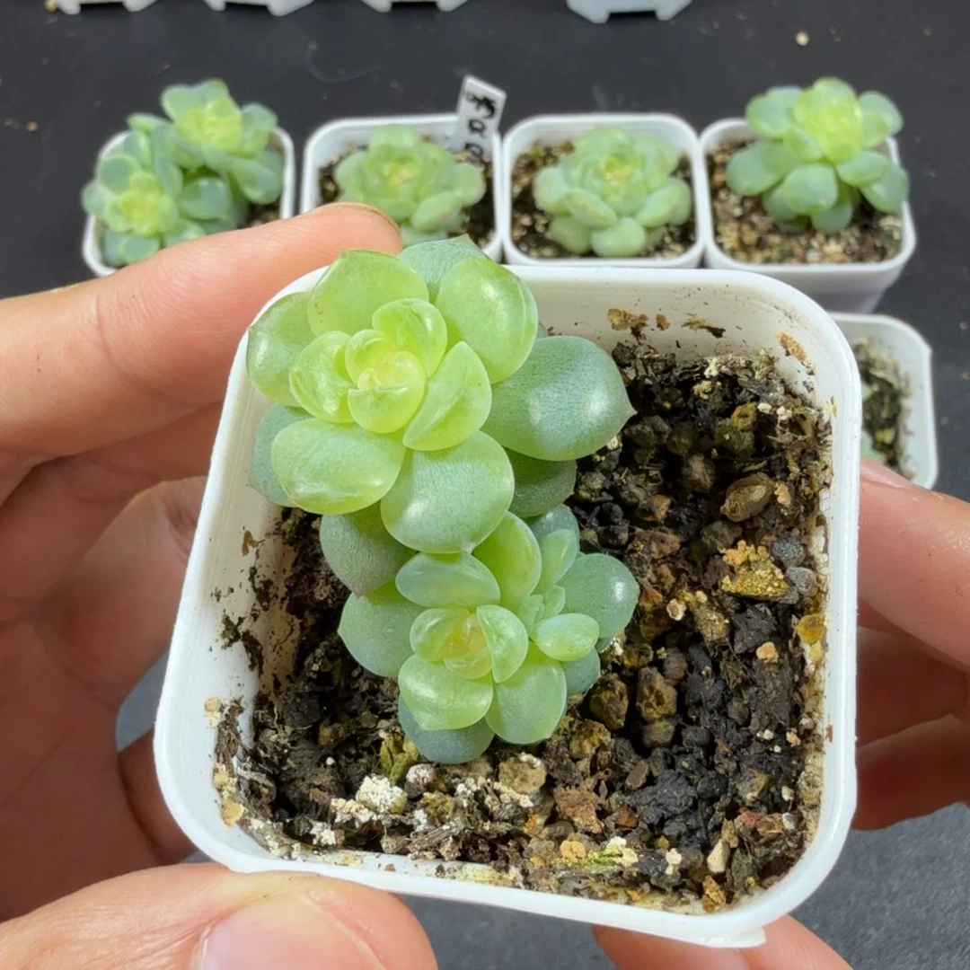 舒月三头一物一拍096