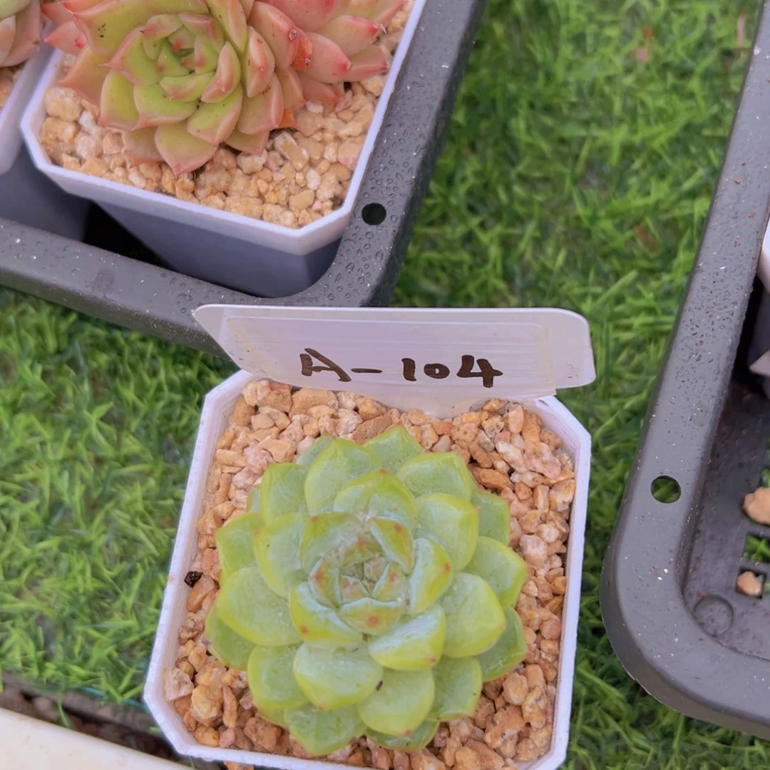 绿体糖心104一物一拍