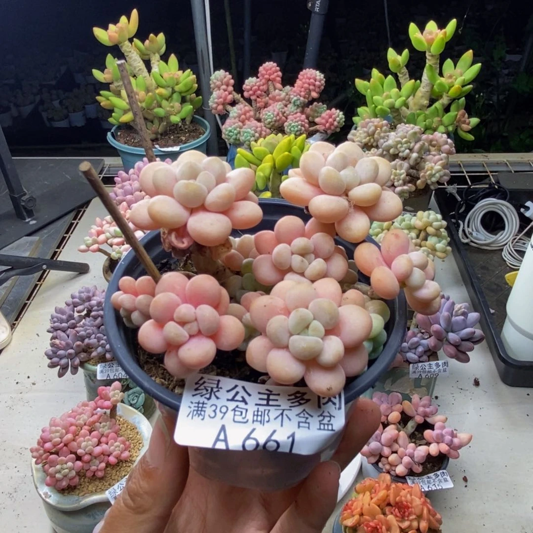 夏**至661洛可可多肉7c m