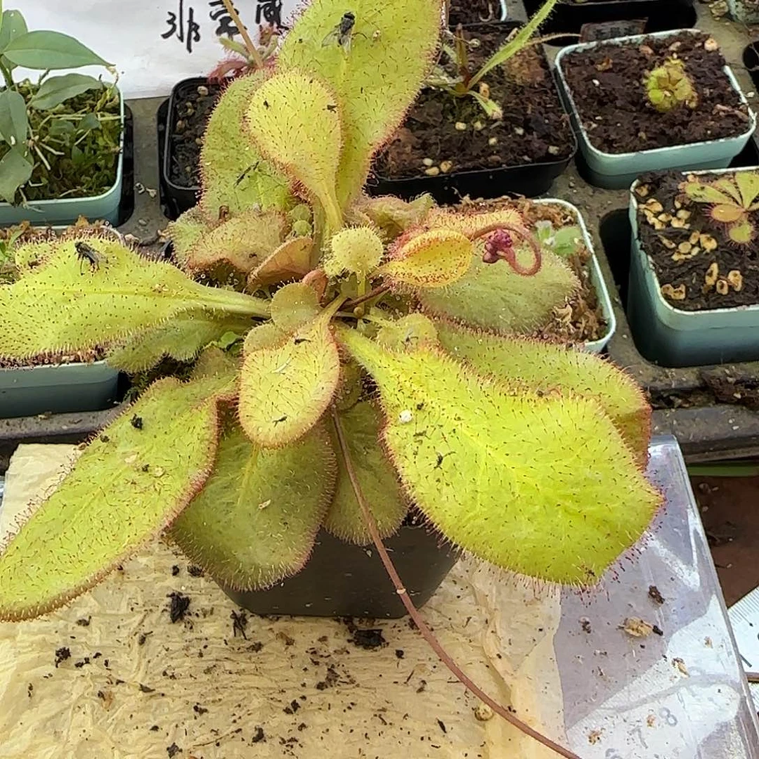 无花朵仙女座茅膏菜