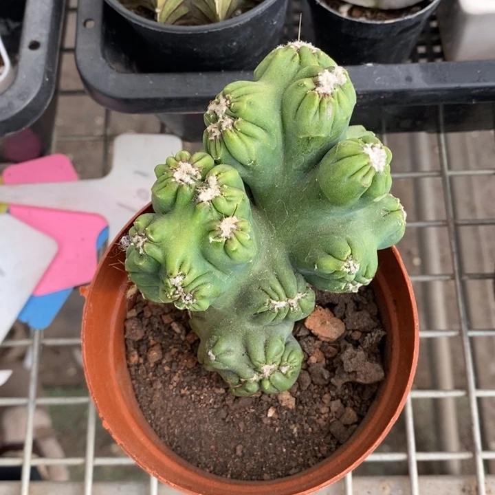 伯克利和格蕾纳等著名音乐