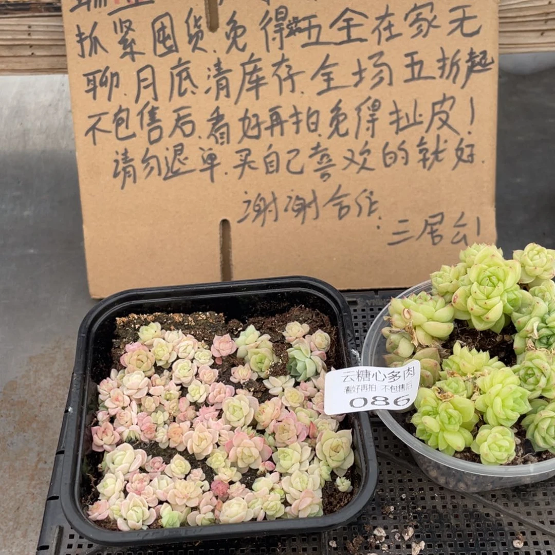 云糖心多肉植物86