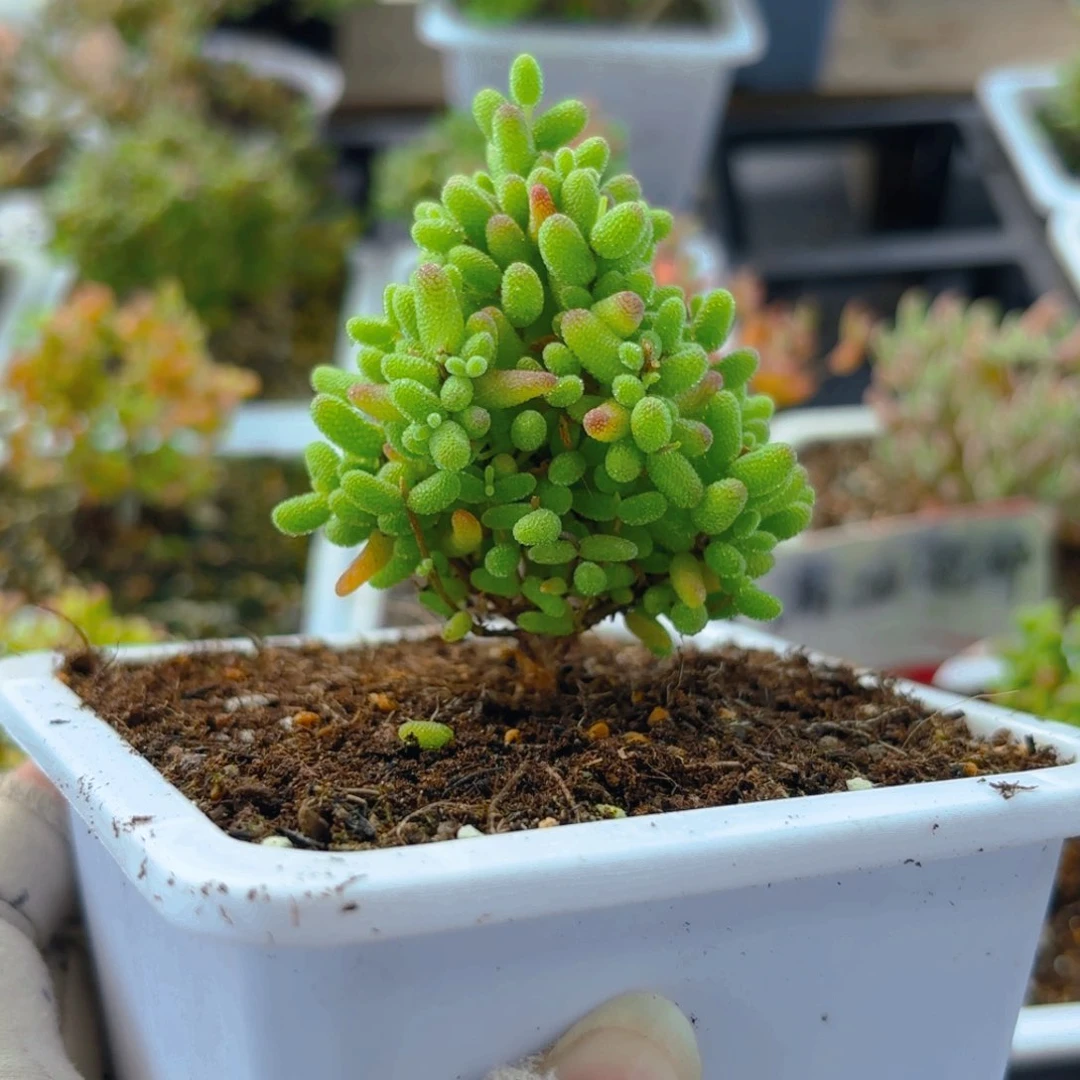 树形金橘糖球902。