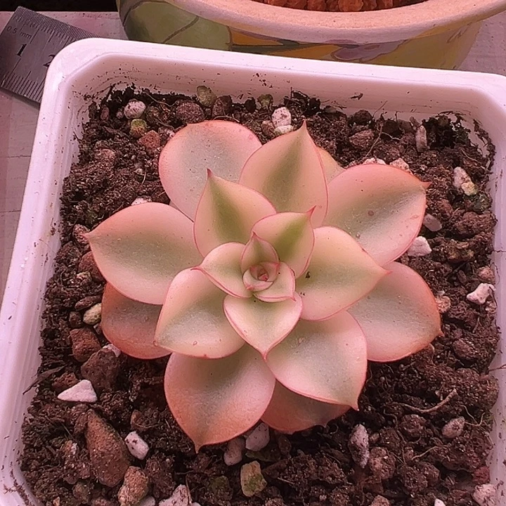 斗牛士锦多肉植物