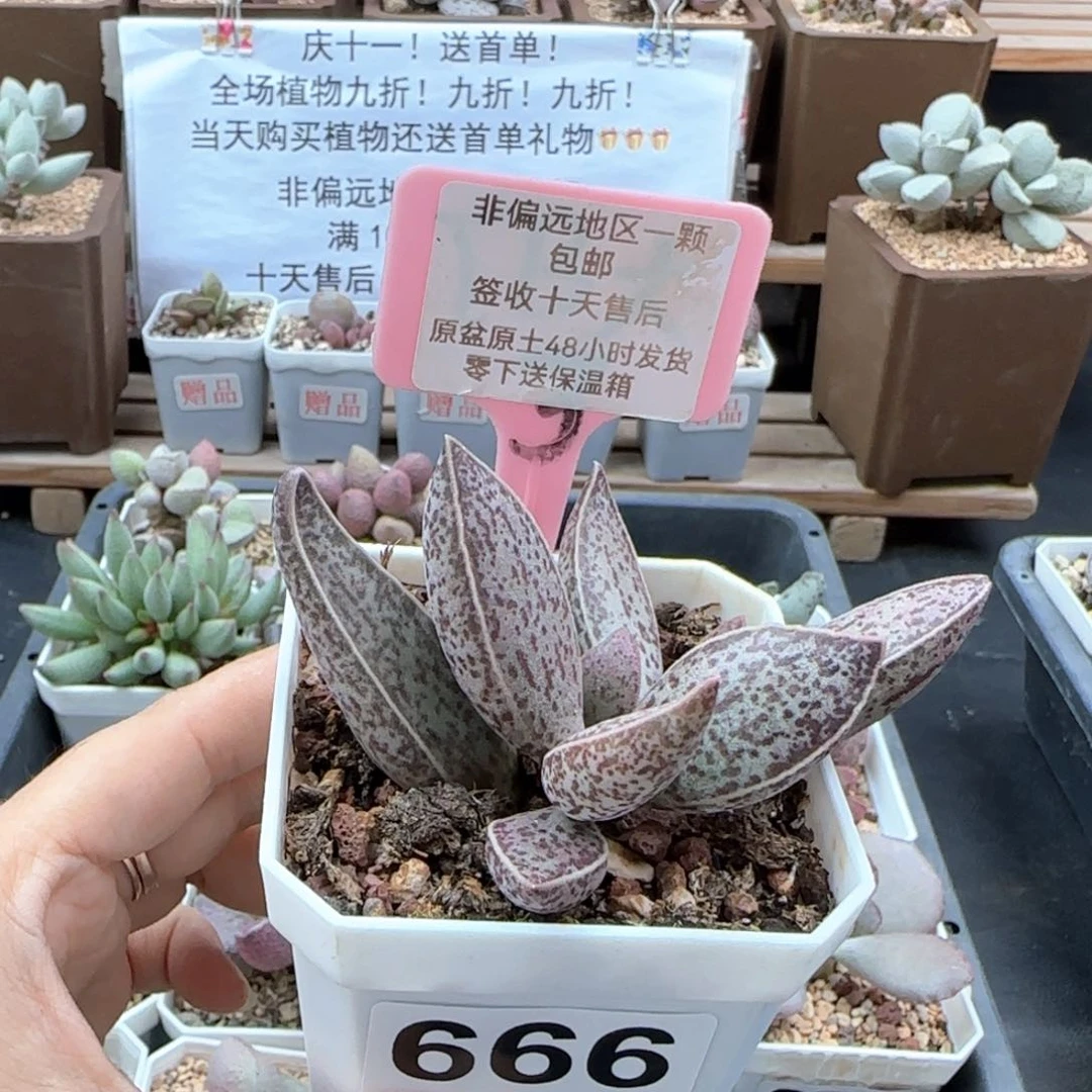 666红太平多肉植物