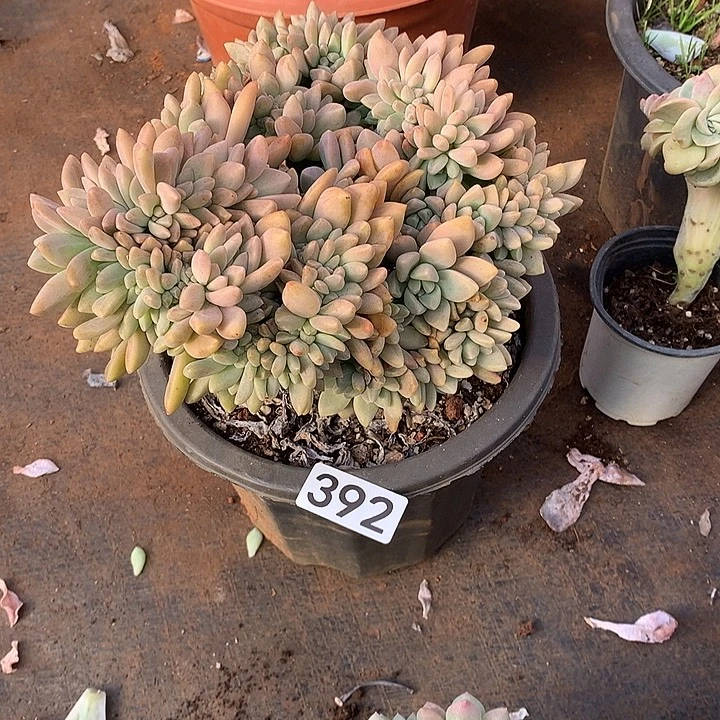 392淡雪缀 一物一拍多肉