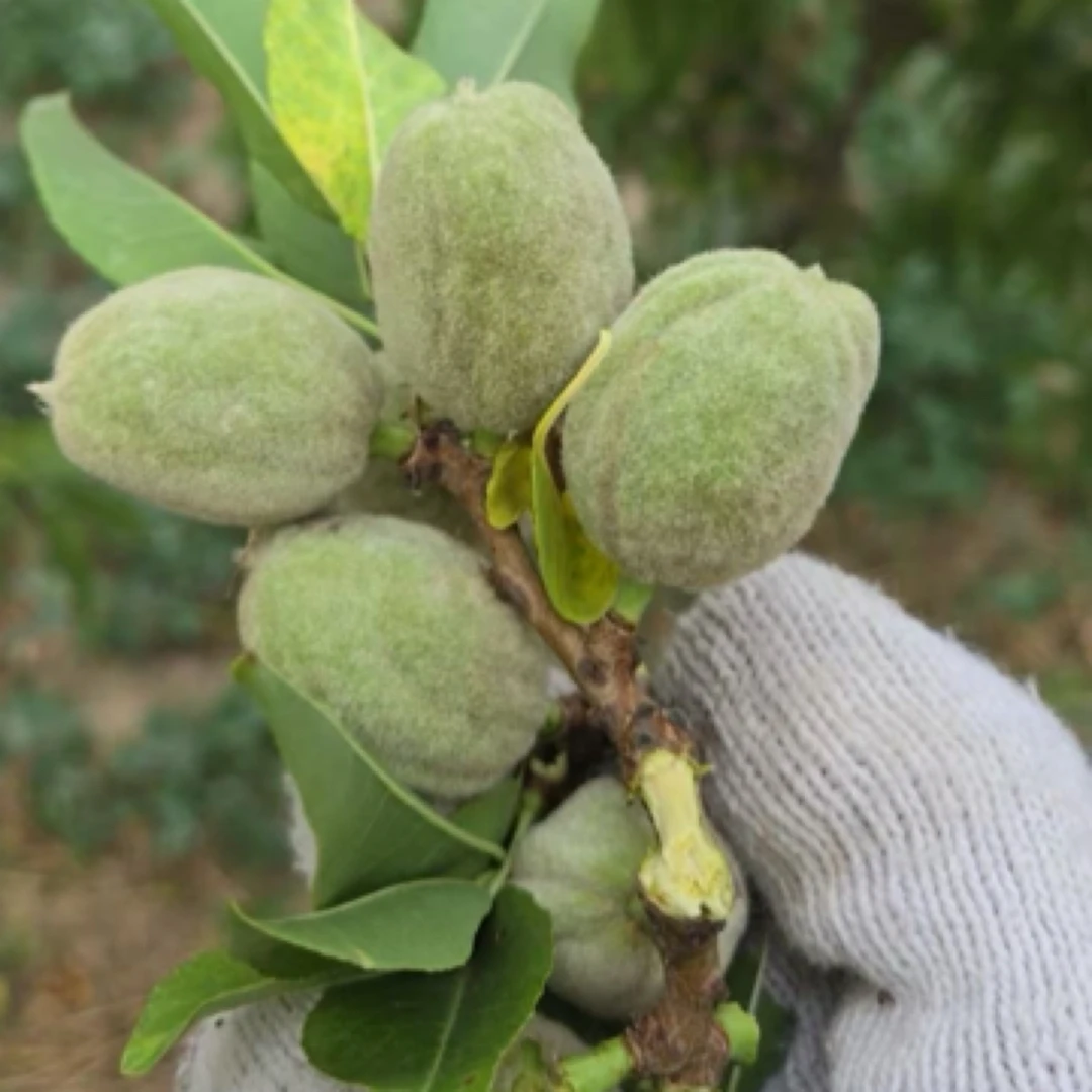 秦岭臻选小珍珠巴旦木新鲜采摘可即食青皮巴旦木当季扁桃仁鲜果