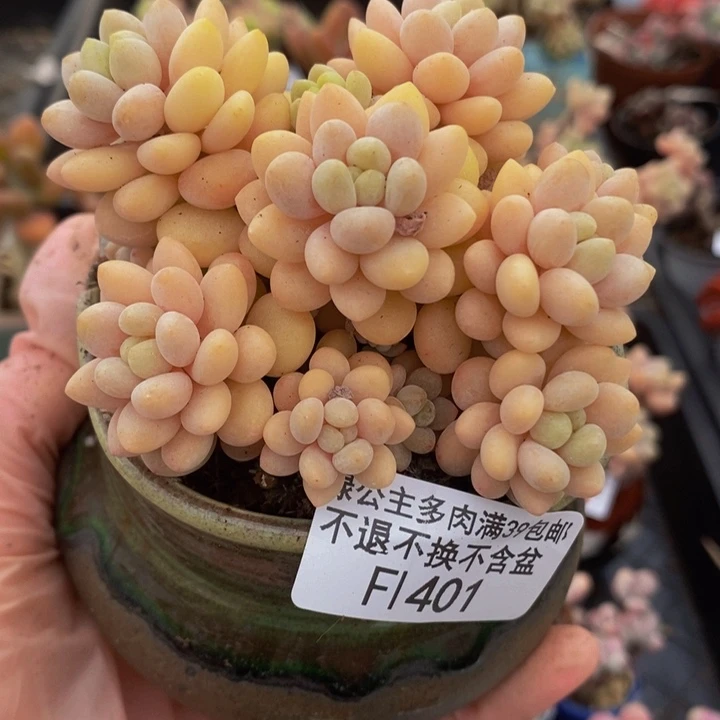 洛可可8cm401多肉植物