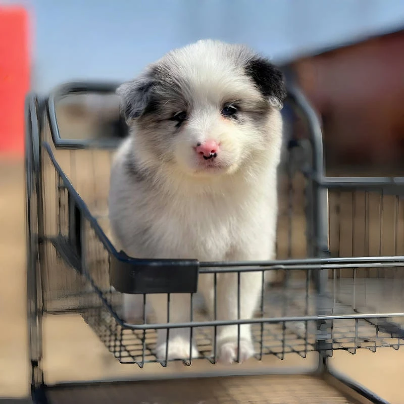 【盛世飞梵】宠物活体小狗狗幼犬家养中型犬边境牧羊犬B10