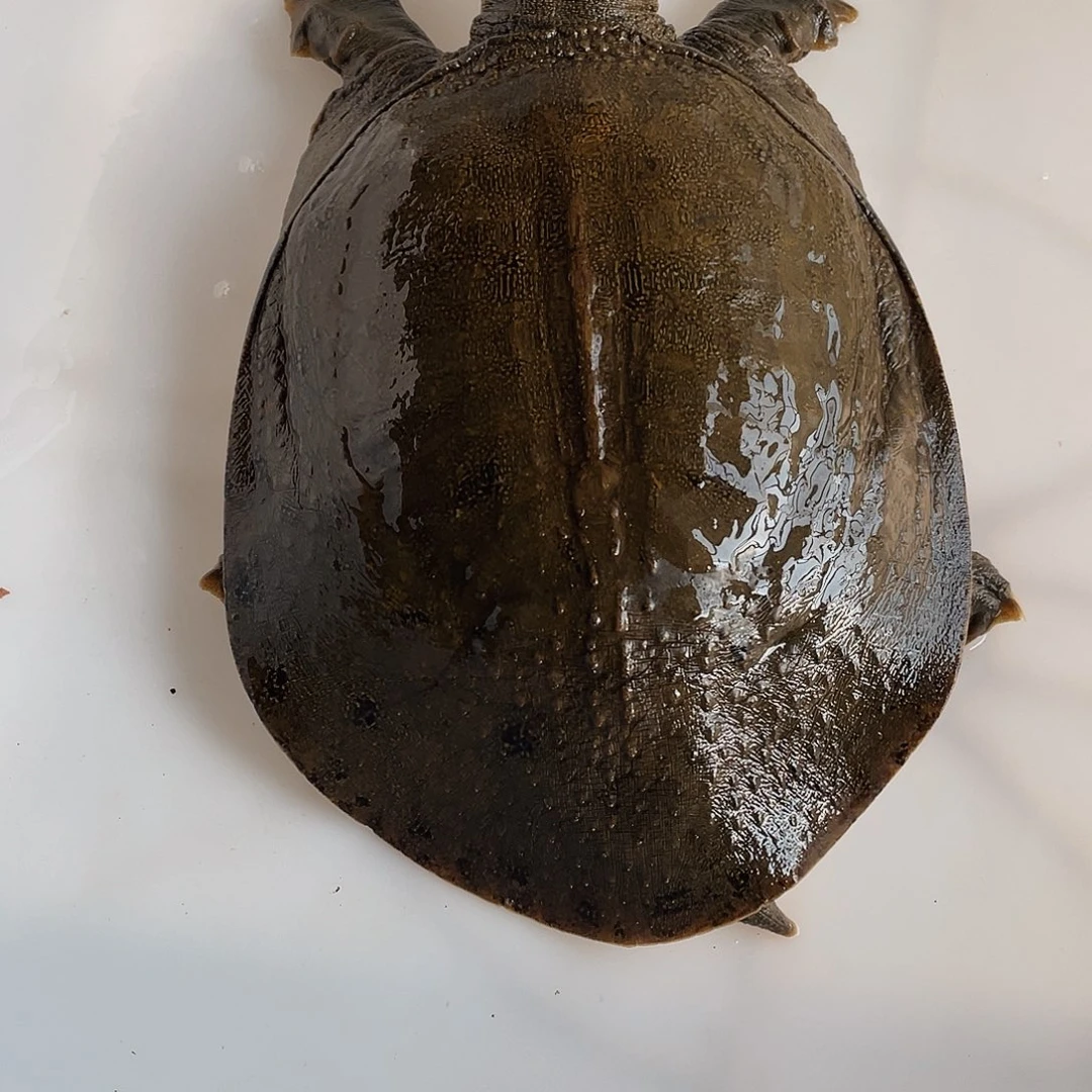 中国大陆12345678